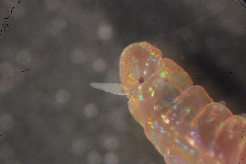 Lysidice unicornis observed 2017-04-18