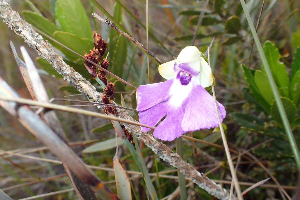 Cynorkis betsomangensis