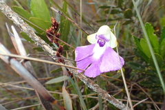 Cynorkis betsomangensis