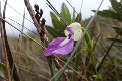Cynorkis betsomangensis