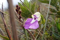 Cynorkis betsomangensis