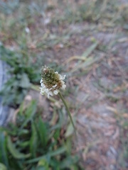 Plantago lanceolata