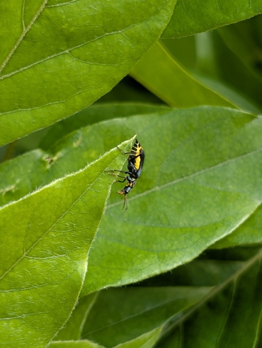 Gelbstirniger Warzenkäfer