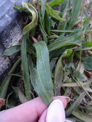 Plantago lanceolata