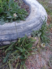 Plantago lanceolata