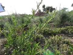 Psoralea uncinata
