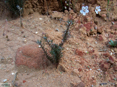 Pharnaceum elongatum