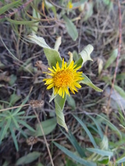 Pentanema britannica