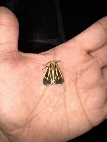 Nais Tiger Moth photo 6