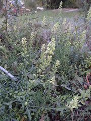 Reseda lutea