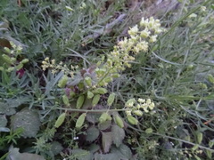 Reseda lutea