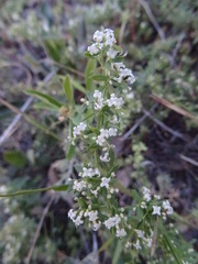 Galium humifusum