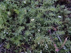Galium humifusum