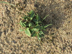 Moraea galaxia