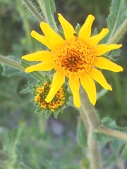 Simsia foetida