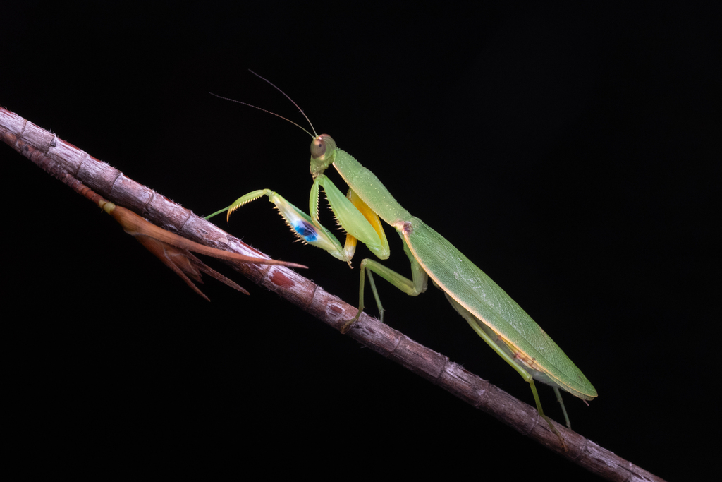 New Zealand Mantis