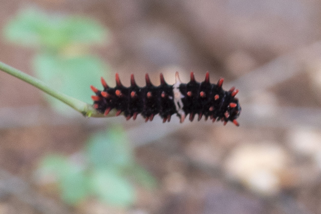 Common Rose