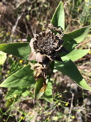 Silphium radula
