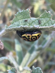 Calligrapha mexicana