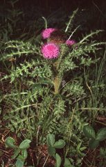 Cirsium drummondii