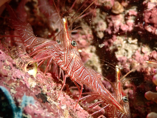 Photo of Durban dancer shrimp (Rhynchocinetes durbanensis)