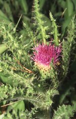 Cirsium drummondii