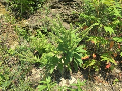 Lithospermum parviflorum