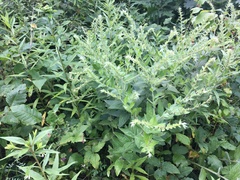 Lithospermum parviflorum