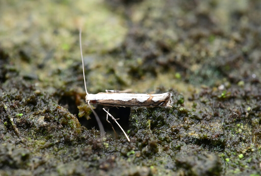 Acrocercops tricyma