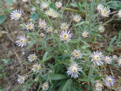 Erigeron acris podolicus