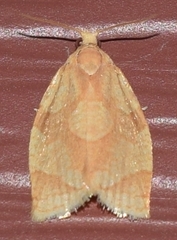 Adoxophyes negundana