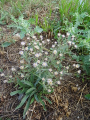 Erigeron acris podolicus