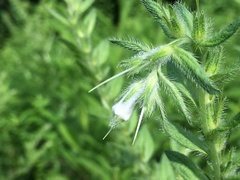 Lithospermum parviflorum