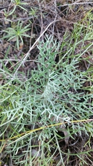 Hymenopappus artemisiifolius