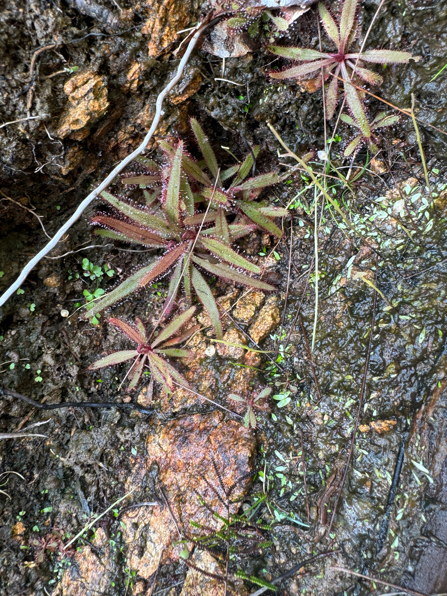 Drosera adelae 'Giant' 2