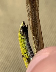 Stethophyma lineatum