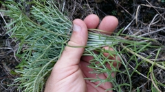 Hymenopappus artemisiifolius