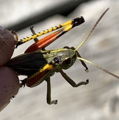 Stethophyma lineatum