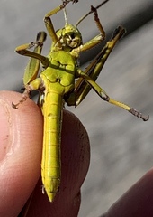 Stethophyma lineatum