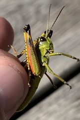 Stethophyma lineatum