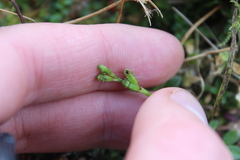Few-flowered Mignonette Orchid (Microtis oligantha)