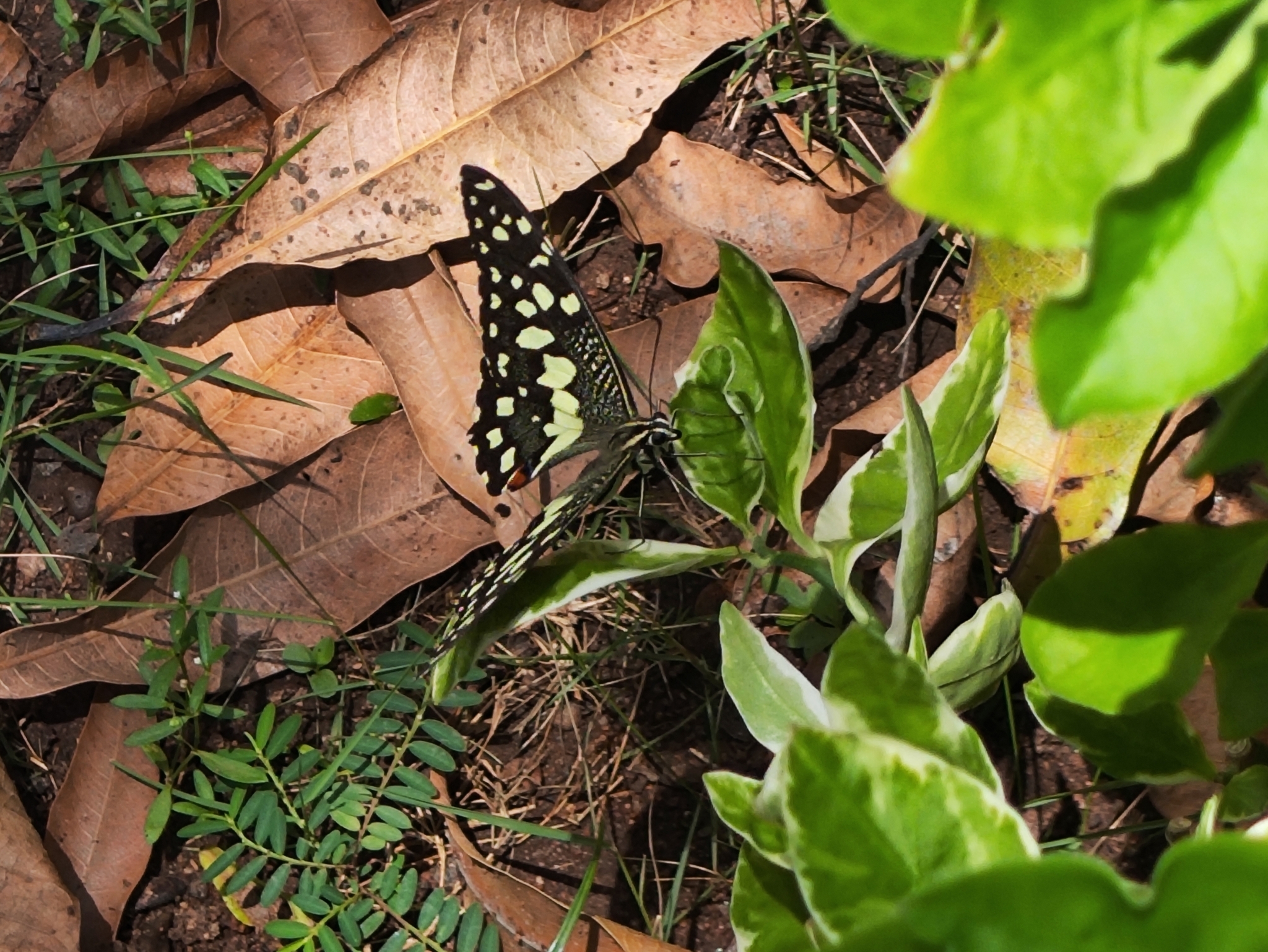 Lime Swallowtail