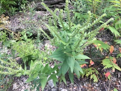 Lithospermum parviflorum