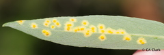 Melampsora epitea