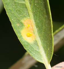 Melampsora epitea