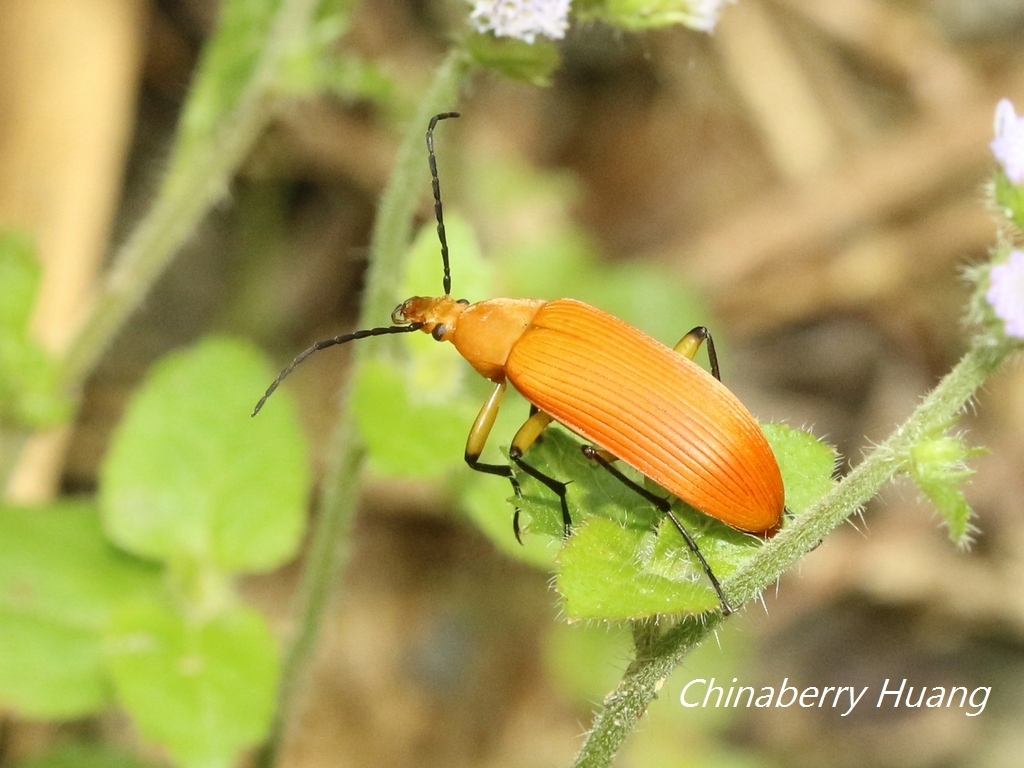 Cistelina tricolor
