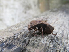 Scotinus quadricollis