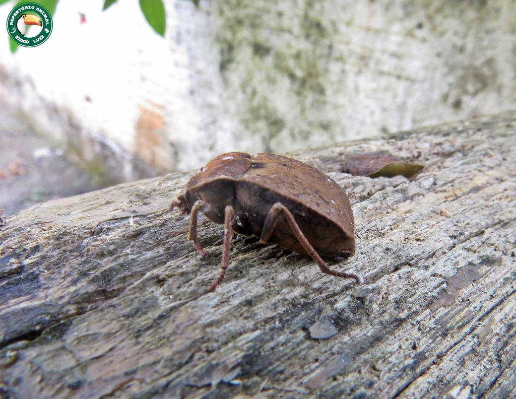 Scotinus