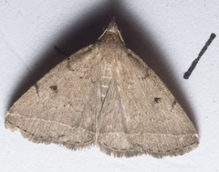 Zanclognatha protumnusalis