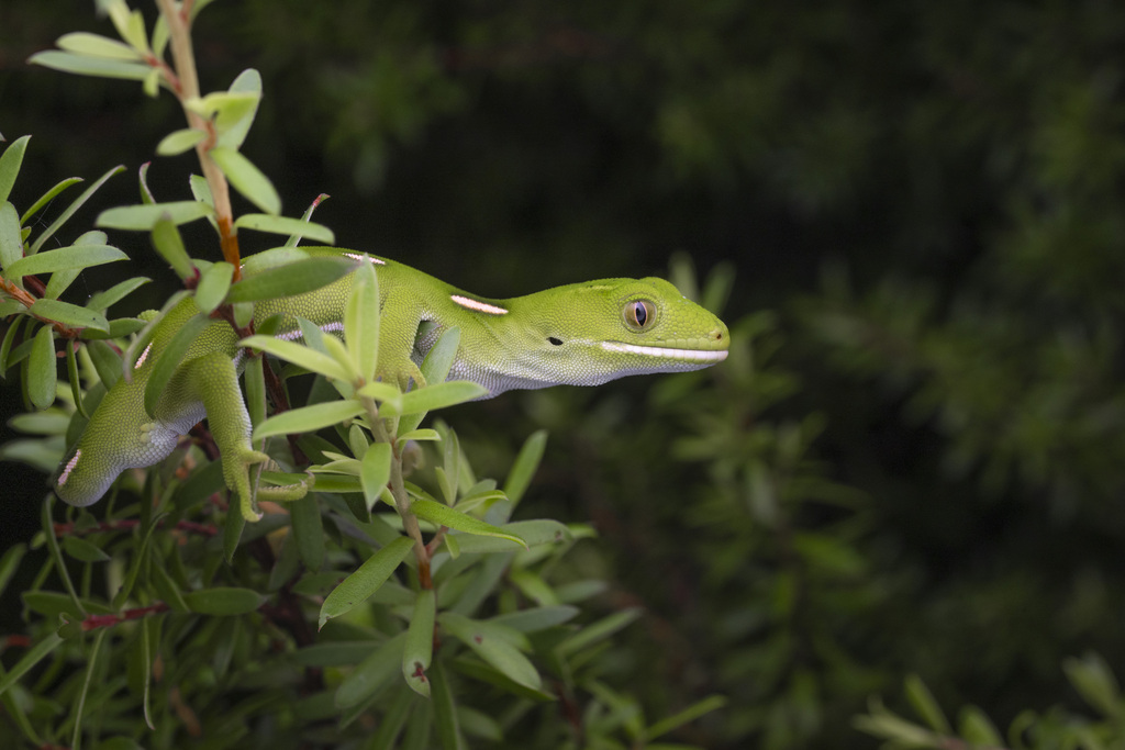 Auckland Green Gecko